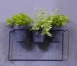 Veja 4 dicas para montar uma horta em casa sem dificuldades 6 Suporte de Parede Retangular Vasart 1834274